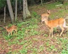Lot 34 E Alpine Drive, Terra Alta, West Virginia 26764, ,Lots/land,For Sale,E Alpine,10160111
