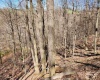 TBD Lynn Chapel Road, Grafton, West Virginia 26354, ,Lots/land,For Sale,Lynn Chapel,10160135