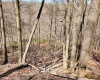 TBD Lynn Chapel Road, Grafton, West Virginia 26354, ,Lots/land,For Sale,Lynn Chapel,10160135