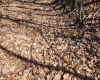 TBD Lynn Chapel Road, Grafton, West Virginia 26354, ,Lots/land,For Sale,Lynn Chapel,10160135