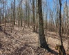 TBD Lynn Chapel Road, Grafton, West Virginia 26354, ,Lots/land,For Sale,Lynn Chapel,10160135