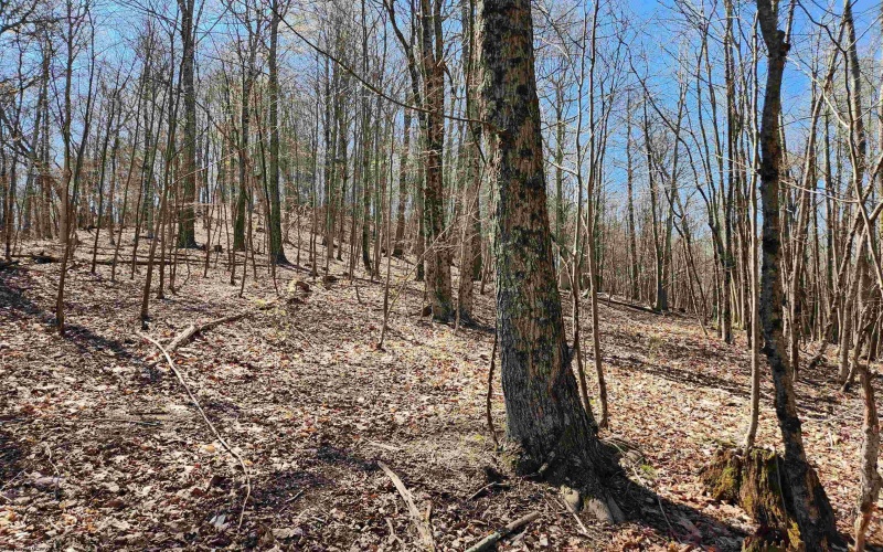 TBD Lynn Chapel Road, Grafton, West Virginia 26354, ,Lots/land,For Sale,Lynn Chapel,10160135