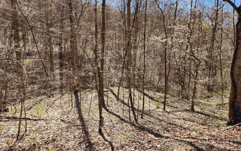 TBD Lynn Chapel Road, Grafton, West Virginia 26354, ,Lots/land,For Sale,Lynn Chapel,10160135