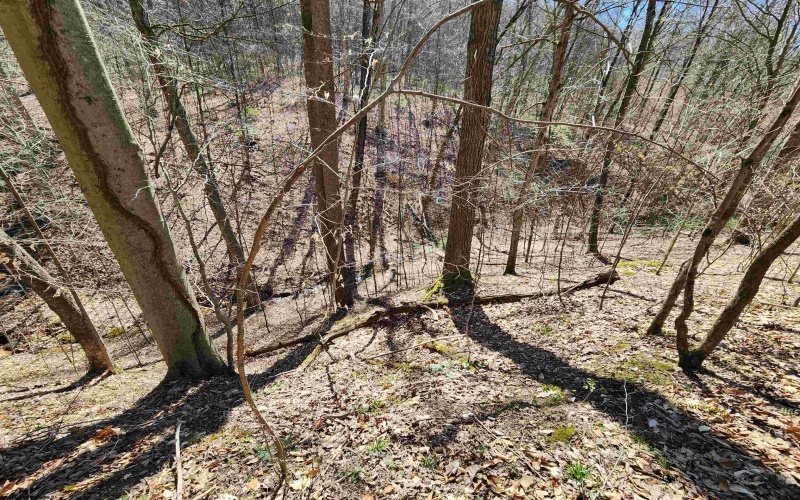 TBD Lynn Chapel Road, Grafton, West Virginia 26354, ,Lots/land,For Sale,Lynn Chapel,10160135