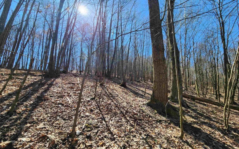 TBD Lynn Chapel Road, Grafton, West Virginia 26354, ,Lots/land,For Sale,Lynn Chapel,10160135