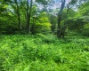 TBD Indian Fork Creek, Parsons, West Virginia 26287, ,Lots/land,For Sale,Indian Fork,10160171