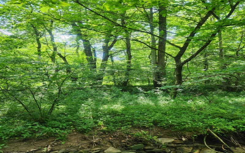TBD Indian Fork Creek, Parsons, West Virginia 26287, ,Lots/land,For Sale,Indian Fork,10160171