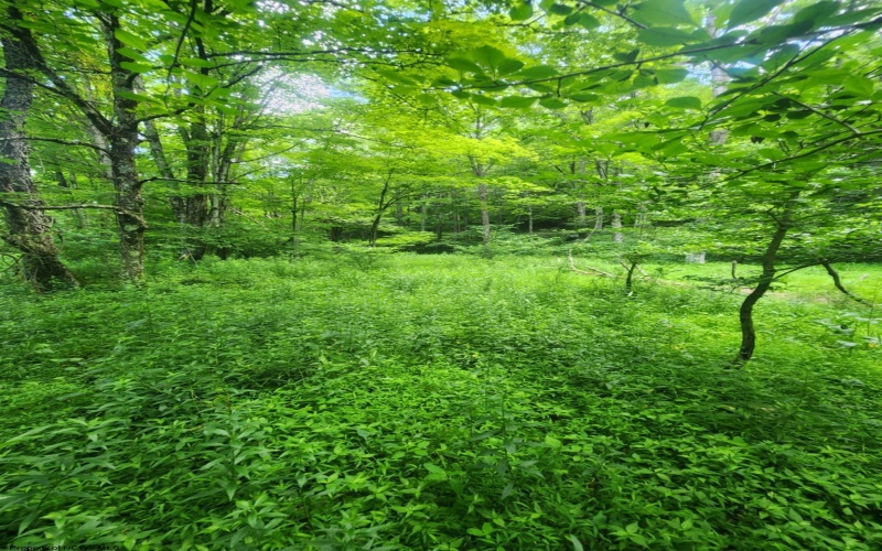 TBD Indian Fork Creek, Parsons, West Virginia 26287, ,Lots/land,For Sale,Indian Fork,10160171