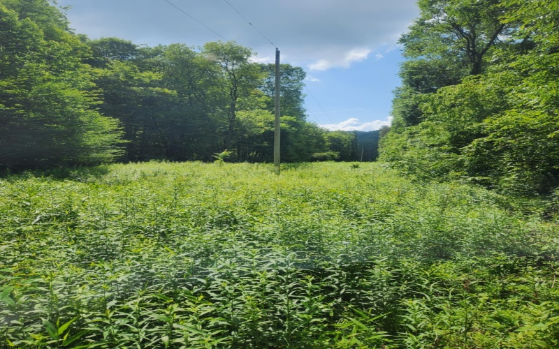 TBD Indian Fork Creek, Parsons, West Virginia 26287, ,Lots/land,For Sale,Indian Fork,10160171