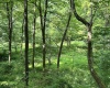 TBD Indian Fork Creek, Parsons, West Virginia 26287, ,Lots/land,For Sale,Indian Fork,10160171