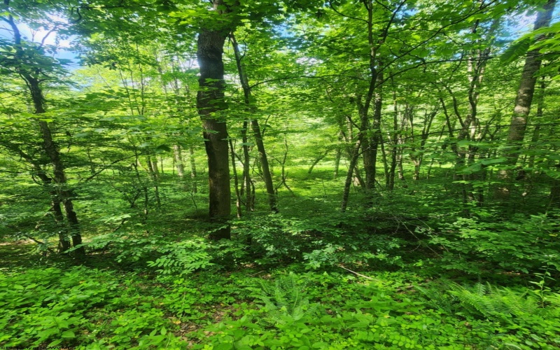TBD Indian Fork Creek, Parsons, West Virginia 26287, ,Lots/land,For Sale,Indian Fork,10160171