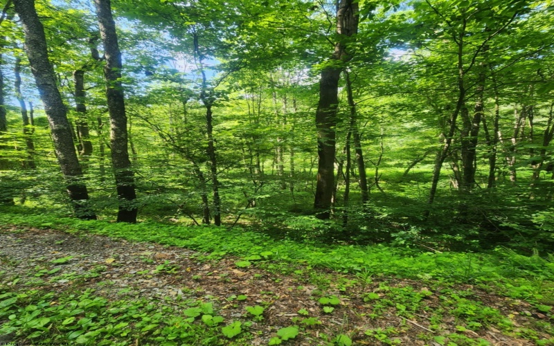 TBD Indian Fork Creek, Parsons, West Virginia 26287, ,Lots/land,For Sale,Indian Fork,10160171