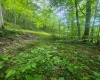 TBD Indian Fork Creek, Parsons, West Virginia 26287, ,Lots/land,For Sale,Indian Fork,10160171