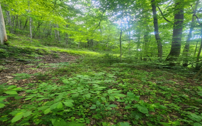 TBD Indian Fork Creek, Parsons, West Virginia 26287, ,Lots/land,For Sale,Indian Fork,10160171