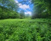 TBD Indian Fork Creek, Parsons, West Virginia 26287, ,Lots/land,For Sale,Indian Fork,10160171
