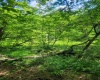 TBD Indian Fork Creek, Parsons, West Virginia 26287, ,Lots/land,For Sale,Indian Fork,10160171