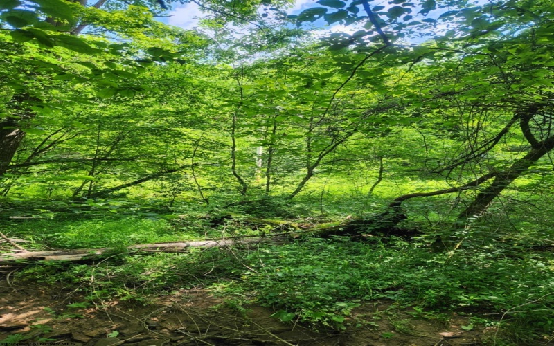 TBD Indian Fork Creek, Parsons, West Virginia 26287, ,Lots/land,For Sale,Indian Fork,10160171
