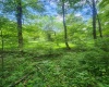 TBD Indian Fork Creek, Parsons, West Virginia 26287, ,Lots/land,For Sale,Indian Fork,10160171