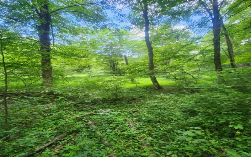 TBD Indian Fork Creek, Parsons, West Virginia 26287, ,Lots/land,For Sale,Indian Fork,10160171