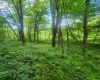 TBD Indian Fork Creek, Parsons, West Virginia 26287, ,Lots/land,For Sale,Indian Fork,10160171