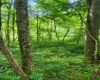 TBD Indian Fork Creek, Parsons, West Virginia 26287, ,Lots/land,For Sale,Indian Fork,10160171