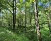 TBD Indian Fork Creek, Parsons, West Virginia 26287, ,Lots/land,For Sale,Indian Fork,10160171