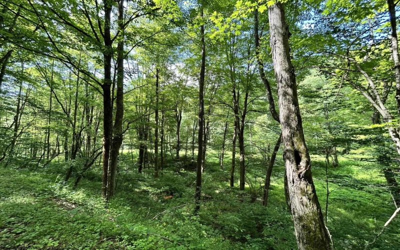 TBD Indian Fork Creek, Parsons, West Virginia 26287, ,Lots/land,For Sale,Indian Fork,10160171
