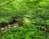 TBD Indian Fork Creek, Parsons, West Virginia 26287, ,Lots/land,For Sale,Indian Fork,10160171