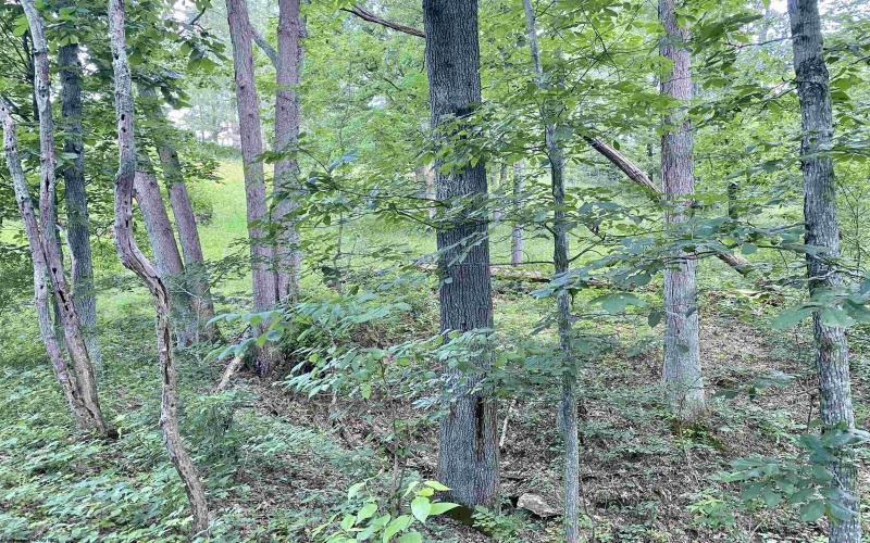 2488 Mt Etna Ridge Road, Poca, West Virginia 25159, 3 Bedrooms Bedrooms, 9 Rooms Rooms,2 BathroomsBathrooms,Single Family Detached,For Sale,Mt Etna Ridge,10160178