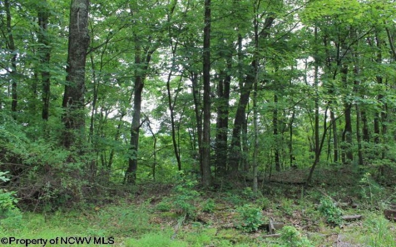 TBD Knotty Pine Drive, Parsons, West Virginia 26287, ,Lots/land,For Sale,Knotty Pine,10160190