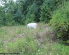 TBD Knotty Pine Drive, Parsons, West Virginia 26287, ,Lots/land,For Sale,Knotty Pine,10160190