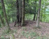 TBD Knotty Pine Drive, Parsons, West Virginia 26287, ,Lots/land,For Sale,Knotty Pine,10160190