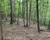 TBD Knotty Pine Drive, Parsons, West Virginia 26287, ,Lots/land,For Sale,Knotty Pine,10160190