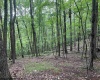 TBD Knotty Pine Drive, Parsons, West Virginia 26287, ,Lots/land,For Sale,Knotty Pine,10160190