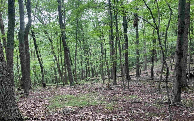 TBD Knotty Pine Drive, Parsons, West Virginia 26287, ,Lots/land,For Sale,Knotty Pine,10160190