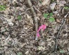 164 Lake Drive, Buckhannon, West Virginia 26201-4033, ,Lots/land,For Sale,Lake,10160234