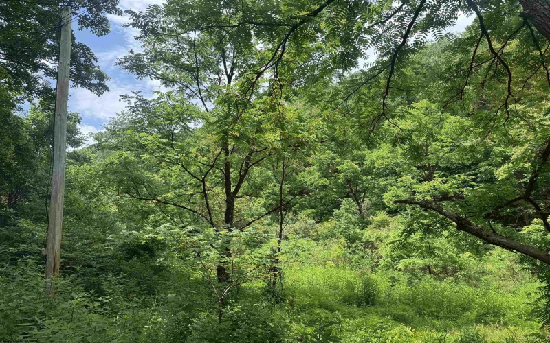 Lot 2 Jesse's Run Road, Fairview, West Virginia 26570, ,Lots/land,For Sale,Jesse's Run,10160279