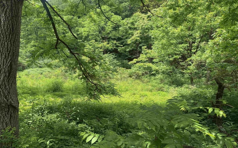 Lot 2 Jesse's Run Road, Fairview, West Virginia 26570, ,Lots/land,For Sale,Jesse's Run,10160279