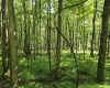 TBD Hazelwood Drive, Bruceton Mills, West Virginia 26525, ,Lots/land,For Sale,Hazelwood,10160342