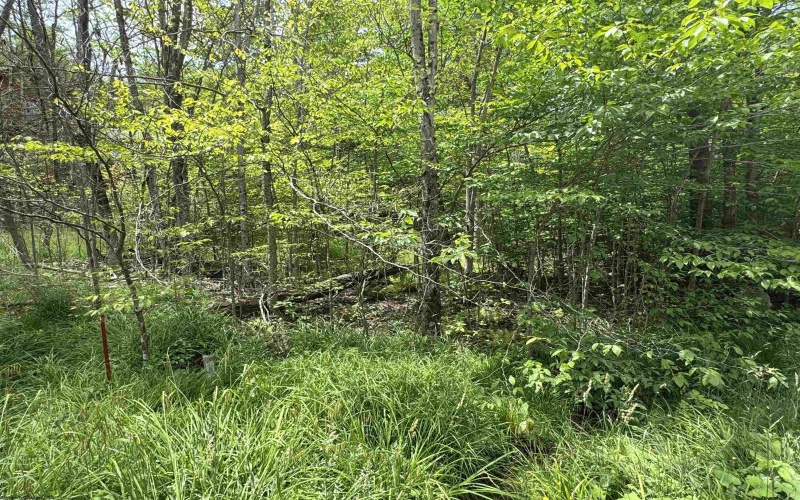 57 Brookside Road, Davis, West Virginia 26260-0000, ,Lots/land,For Sale,Brookside,10160334
