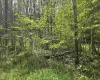 57 Brookside Road, Davis, West Virginia 26260-0000, ,Lots/land,For Sale,Brookside,10160334