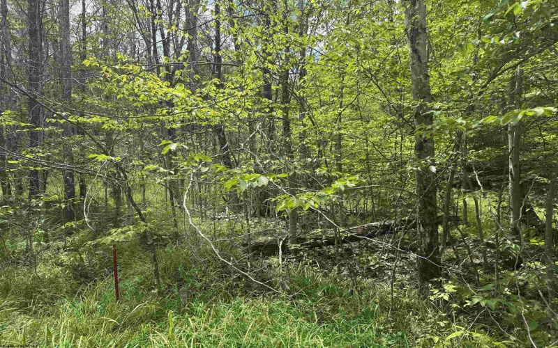57 Brookside Road, Davis, West Virginia 26260-0000, ,Lots/land,For Sale,Brookside,10160334