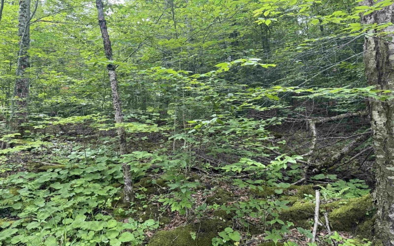 57 Brookside Road, Davis, West Virginia 26260-0000, ,Lots/land,For Sale,Brookside,10160334