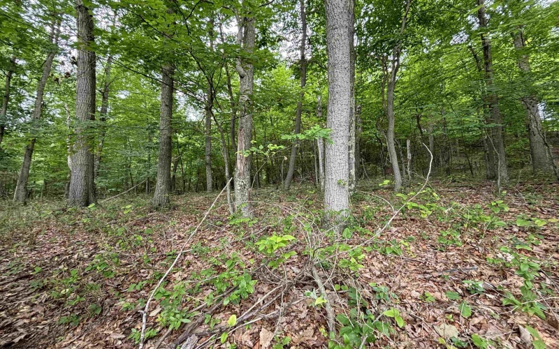 TBD Halleck Road, Morgantown, West Virginia 26508, ,Lots/land,For Sale,Halleck,10158732