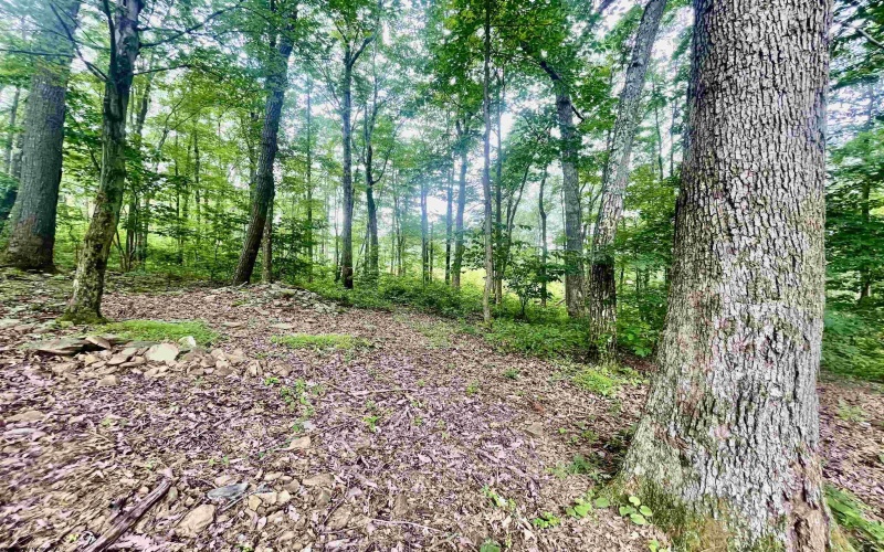 484 Pisgah Road, Bruceton Mills, West Virginia 26525, 3 Bedrooms Bedrooms, 7 Rooms Rooms,2 BathroomsBathrooms,Single Family Detached,For Sale,Pisgah,10160413