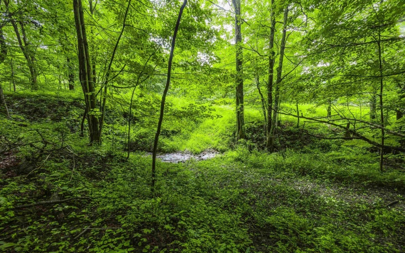 100 Miller Farm Lane, Dryfork, West Virginia 26263-0000, ,Lots/land,For Sale,Miller Farm,10160471