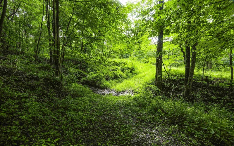 100 Miller Farm Lane, Dryfork, West Virginia 26263-0000, ,Lots/land,For Sale,Miller Farm,10160471