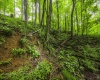 100 Miller Farm Lane, Dryfork, West Virginia 26263-0000, ,Lots/land,For Sale,Miller Farm,10160471