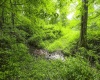 100 Miller Farm Lane, Dryfork, West Virginia 26263-0000, ,Lots/land,For Sale,Miller Farm,10160471