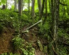100 Miller Farm Lane, Dryfork, West Virginia 26263-0000, ,Lots/land,For Sale,Miller Farm,10160471